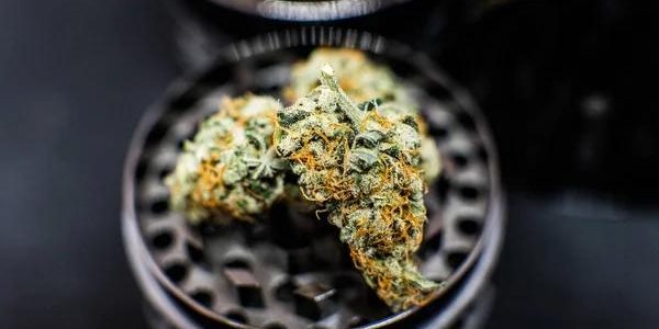 The Secret Life of THCA Flowers A Journey into Raw Cannabinoid Power